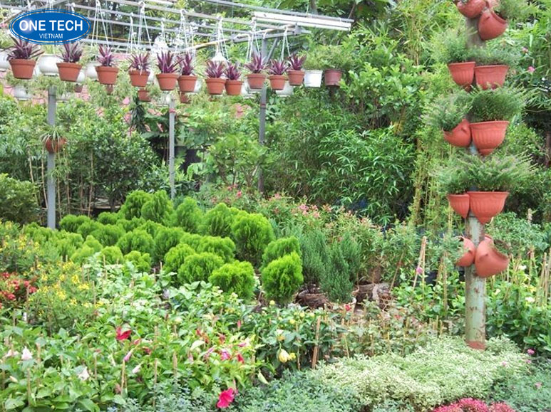 Kinh doanh cây giống hoa kiểng mini tại nông thôn với vốn 50 triệu Hình ảnh cây giống hoa kiểng mini xanh tươi trong chậu nhỏ tại trang trại nông thôn