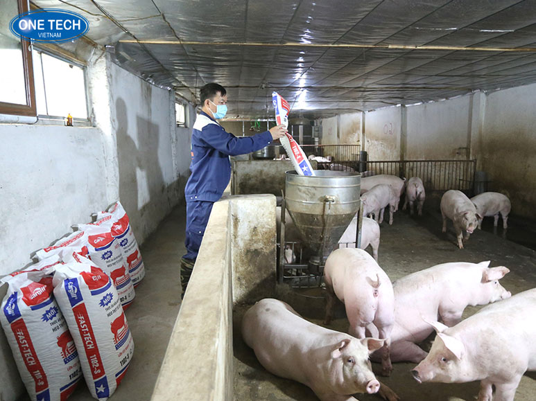 Kinh doanh chăn nuôi nhỏ ở nông thôn với vốn 50 triệu Người nông dân chăm sóc đàn gia cầm trong mô hình chăn nuôi nhỏ