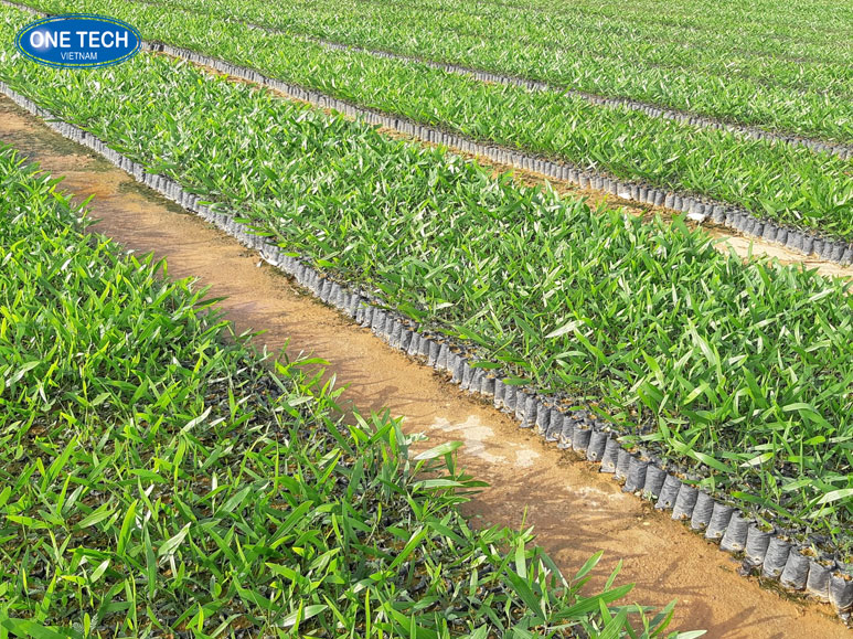Buôn bán cây giống, hoa kiểng, cây ăn trái – Hướng đi làm giàu bền vững Người kinh doanh cây giống, hoa kiểng và cây ăn trái đang chăm sóc vườn cây để bán ra thị trường