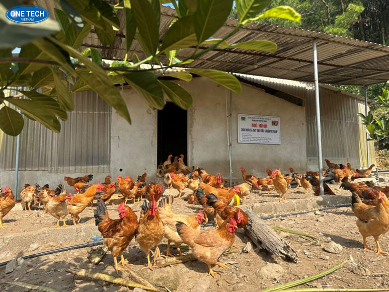 Trang trại chăn nuôi nhỏ tại nông thôn hiệu quả và tiết kiệm chi phí Mô hình trang trại chăn nuôi nhỏ tại vùng nông thôn với chuồng trại đơn giản và đàn gia súc