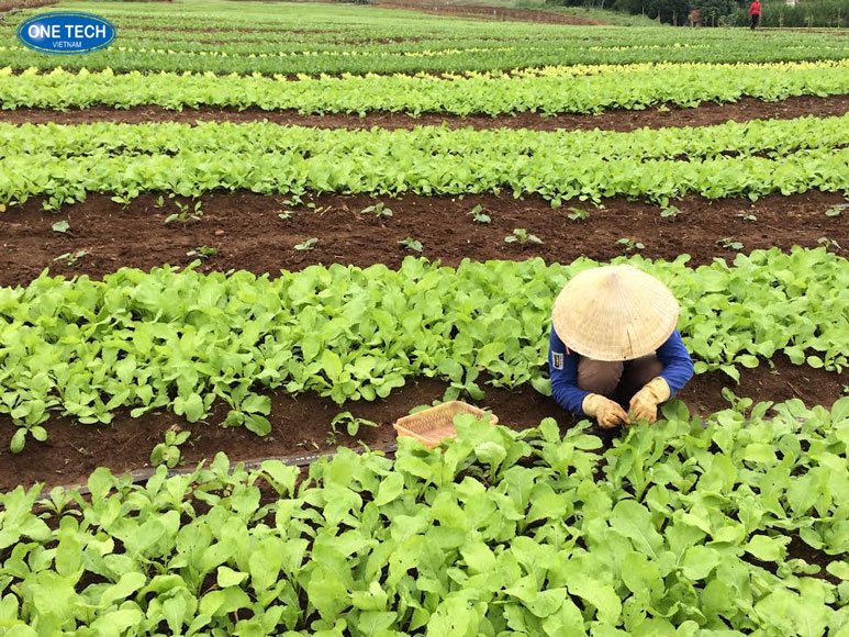 Trồng rau và cây ăn quả hữu cơ tại nông thôn Người nông dân đang trồng rau sạch và cây ăn quả theo phương pháp hữu cơ ở vùng nông thôn