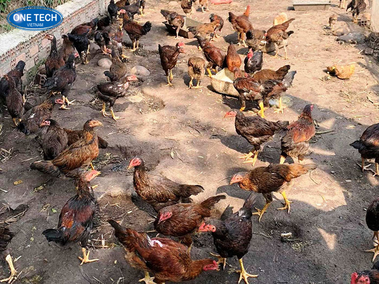 Kinh doanh chăn nuôi nhỏ lẻ với vốn 100 triệu tại khu vực nông thôn - mô hình chăn nuôi gia cầm và gia súc quy mô vừa phải