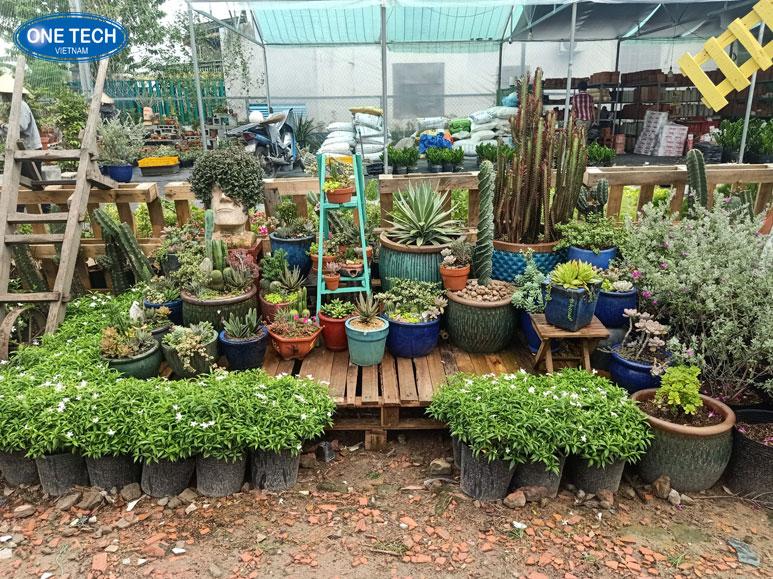 Người nông dân chăm sóc cây giống và cây cảnh xanh tươi với vốn đầu tư 100 triệu