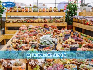 Kệ trưng bày sen đá bằng gỗ nhiều tầng, trang trí ban công nhỏ